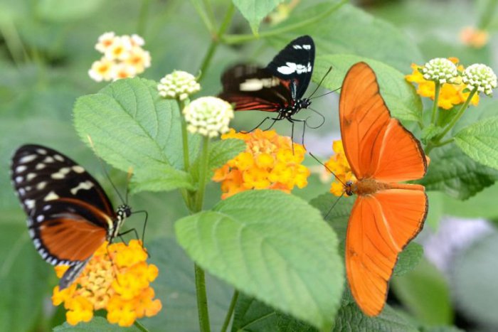 Ilustračný obrázok k článku KURIOZITA DŇA: Exotická krása motýlích krídel z východu Slovenska