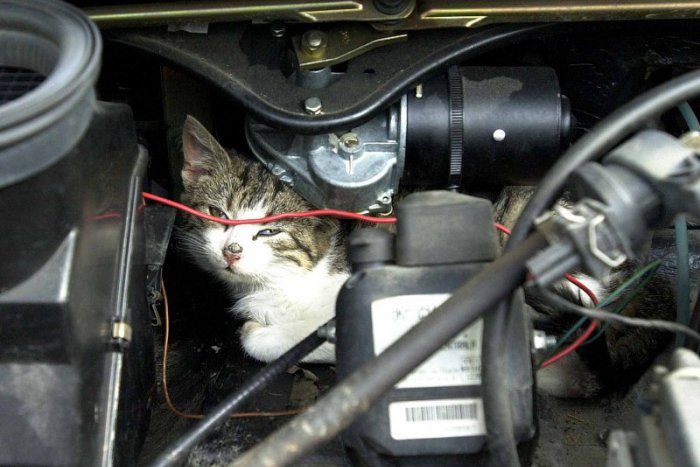 Ilustračný obrázok k článku Mačka ukrytá pod kapotou auta? V zimných dňoch nič výnimočné