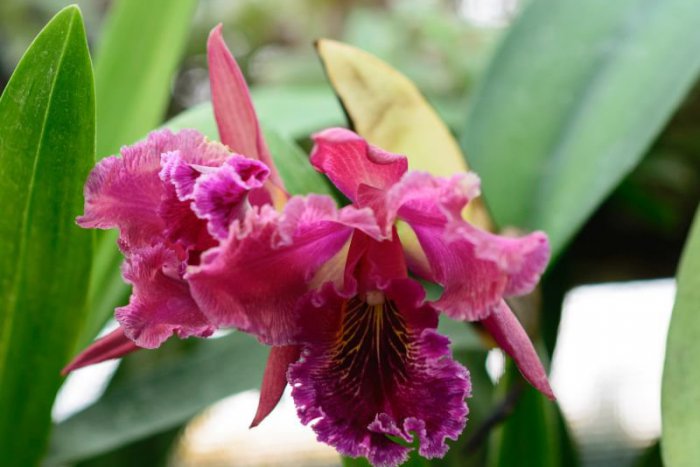Ilustračný obrázok k článku KURIOZITA DŇA: V nitrianskych skleníkoch rozkvitli tisíce druhov orchideí