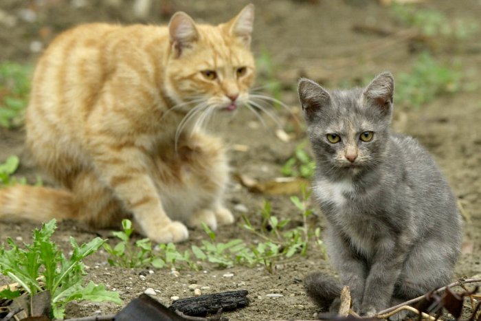Ilustračný obrázok k článku Cez víkend budú dobrovoľníci v Bratislave odchytávať túlavé mačky