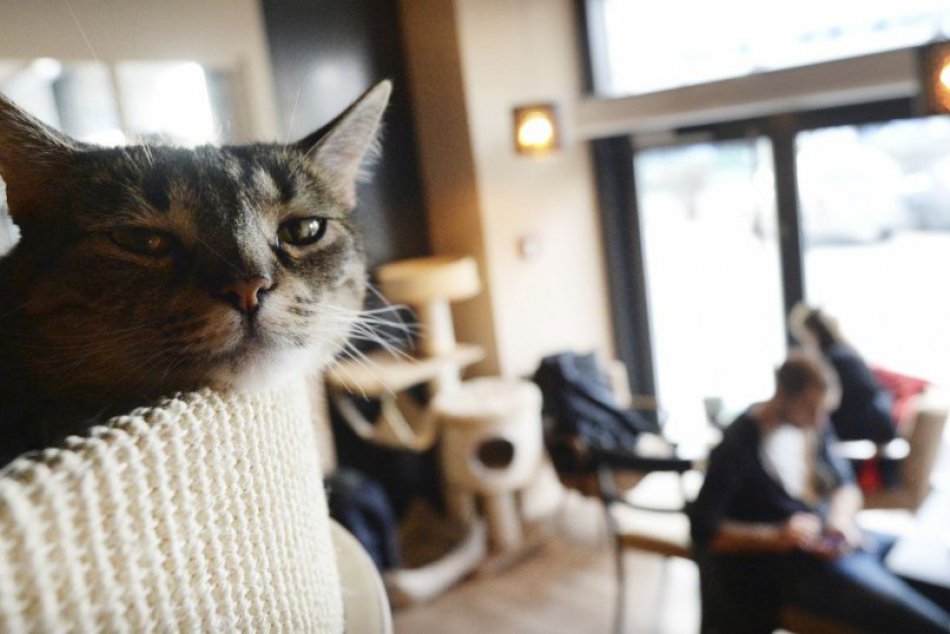 Ilustračný obrázok k článku KURIOZITA DŇA: Kaviareň ponúka netradičné posedenie, spoločnosť tu robia mačky