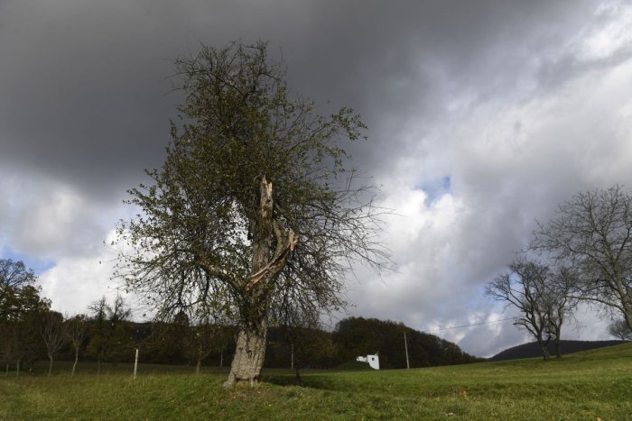 Ilustračný obrázok k článku Slovenská jabloň z Bošáce je šiesta najkrajšia v Európe: Víťazom strom z Portugalska