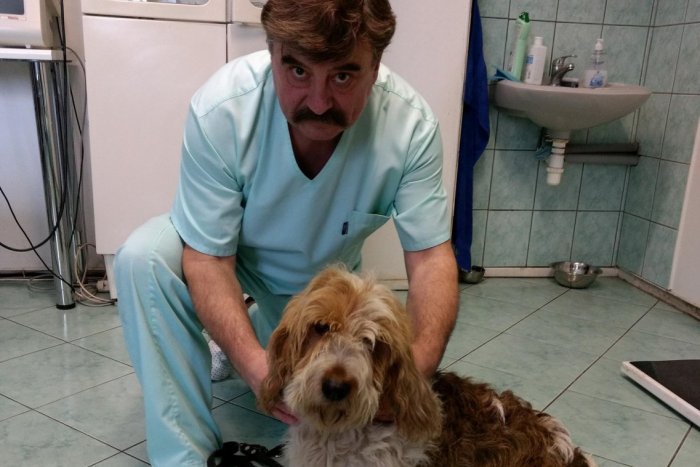 Ilustračný obrázok k článku Také ste asi ešte ani nevideli: Spišskonovoveský veterinár vlastní neobyčajné plemeno psa