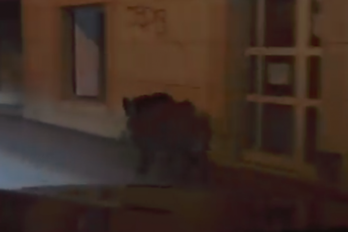 Ilustračný obrázok k článku VIDEO: Vyplašený diviak pobehoval po centre Bratislavy