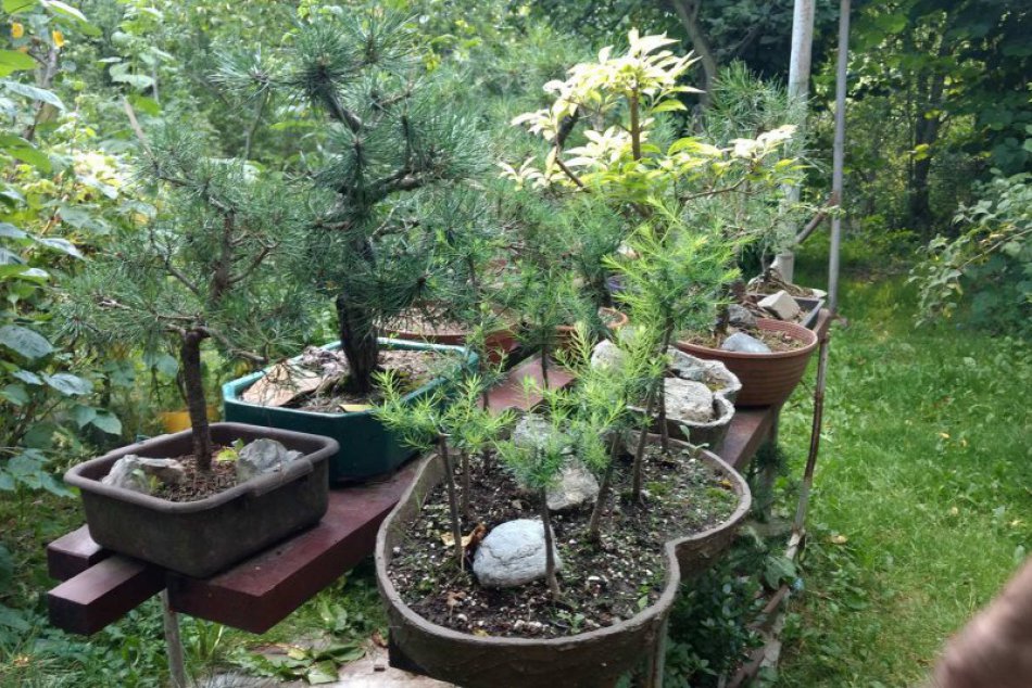 Sledujte tie FOTKY: Pán Milan má v Smižanoch takúto parádnu záhradu!