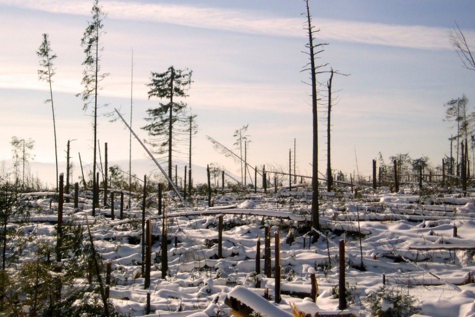 Ilustračný obrázok k článku 17 rokov po ničivej kalamite: Lesníci obnovili väčšinu územia, vysadili MILIÓNY stromčekov