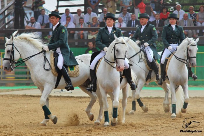Ilustračný obrázok k článku Sviatok pre milovníkov koní: Národný žrebčín pripravuje veľkú výstavu