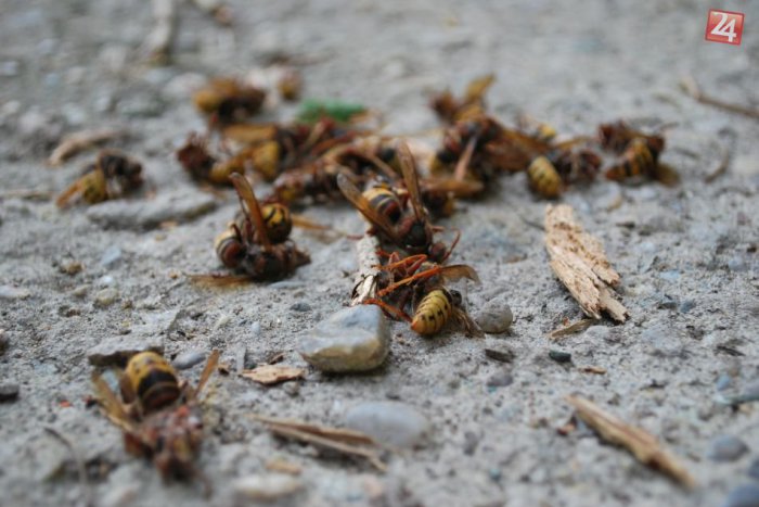 Ilustračný obrázok k článku Pozor na bodnutia hmyzom: Počas leta útočí častejšie, niekedy môže spôsobiť smrť