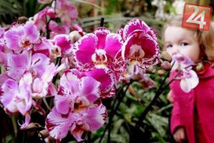 Ilustračný obrázok k článku Skvosty z ríše rastlín: Košičania sa môžu pokochať očarujúcimi orchideami od výmyslu sveta