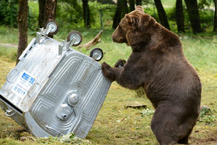 Ilustračný obrázok k článku Radnica žiadala odstrel 20-tich medveďov: Dostala povolenie na odstránenie dvoch