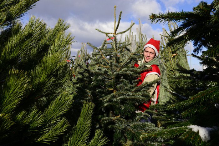 Ilustračný obrázok k článku Nastal čas lúčenia s vianočnými stromčekmi: Takto ešte poslúžia Brezňanom