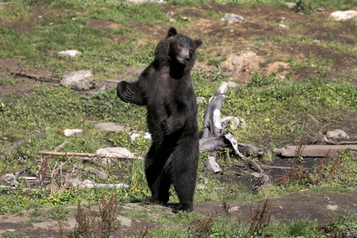 Ilustračný obrázok k článku Rozruch v bojnickej zoo: Z výbehu ušiel medveď