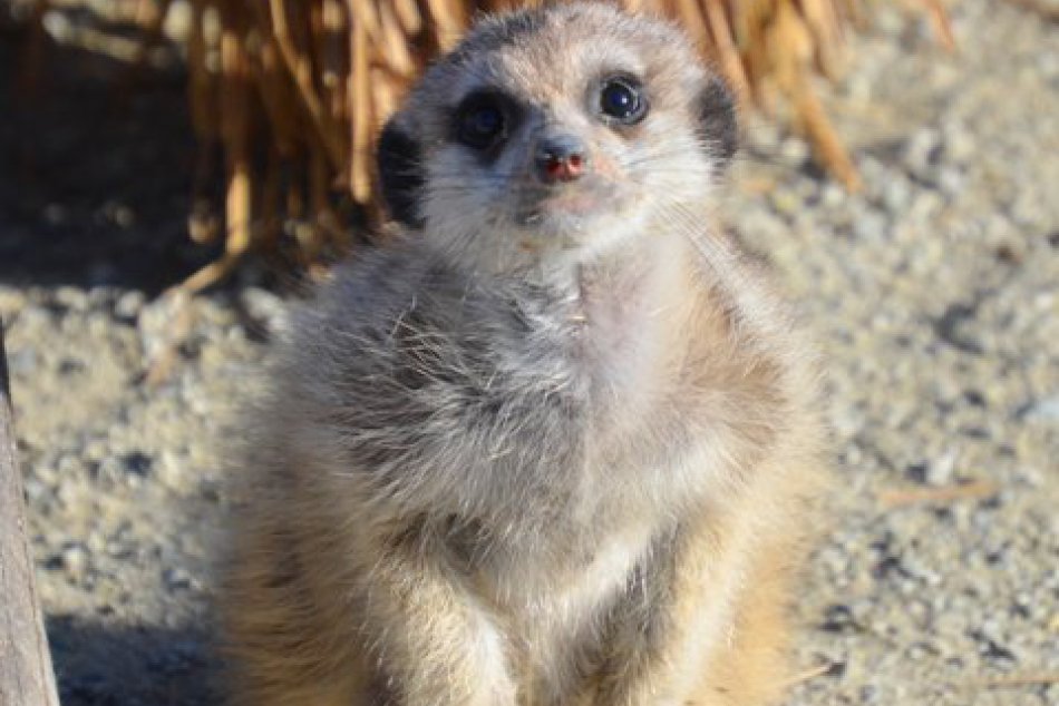 Ilustračný obrázok k článku Babyboom v košickej zoo: Pohľady týchto roztomilých prírastkov vás dozaista očaria :) FOTO