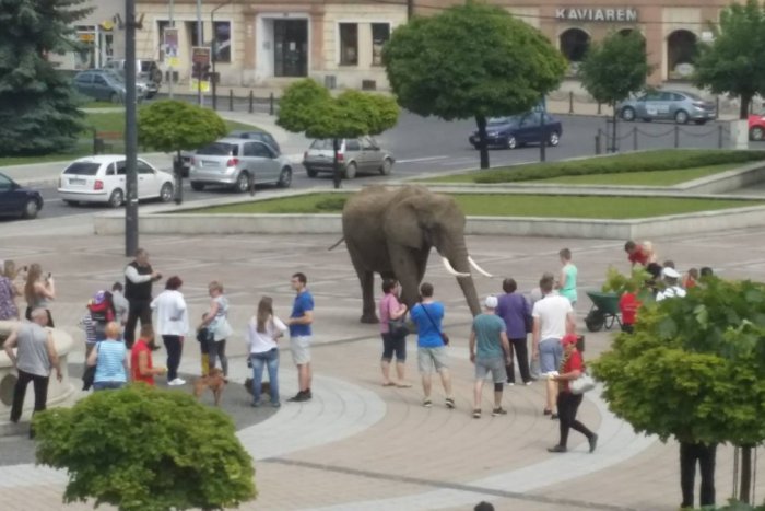 Ilustračný obrázok k článku FOTKA, ktorá pobúrila Brezňanov: Po námestí sa prechádzal slon!
