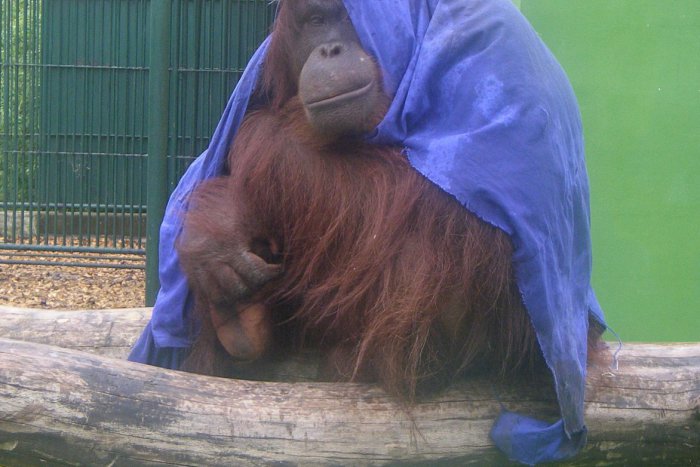 Ilustračný obrázok k článku V novoveskej zoo určuje módne trendy podarený orangutan: Neuveríte, aký má Momo koníček!