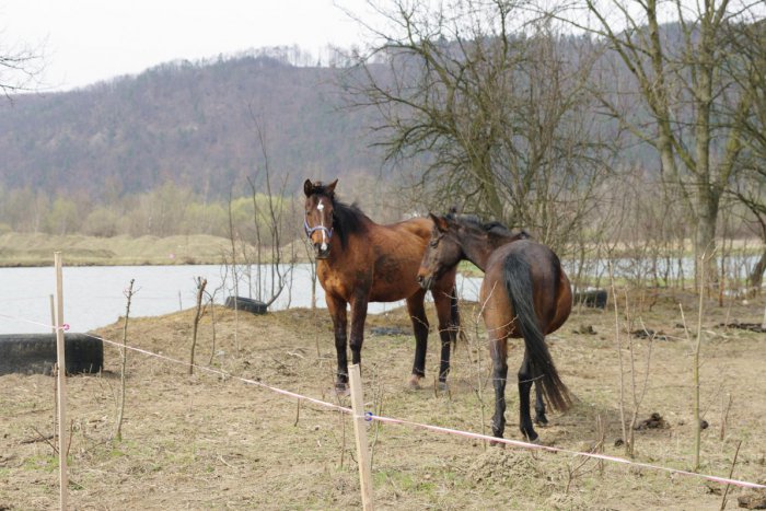 Ilustračný obrázok k článku Kôň uviazol v potoku pri Prešove: Vyslobodiť ho museli hasiči