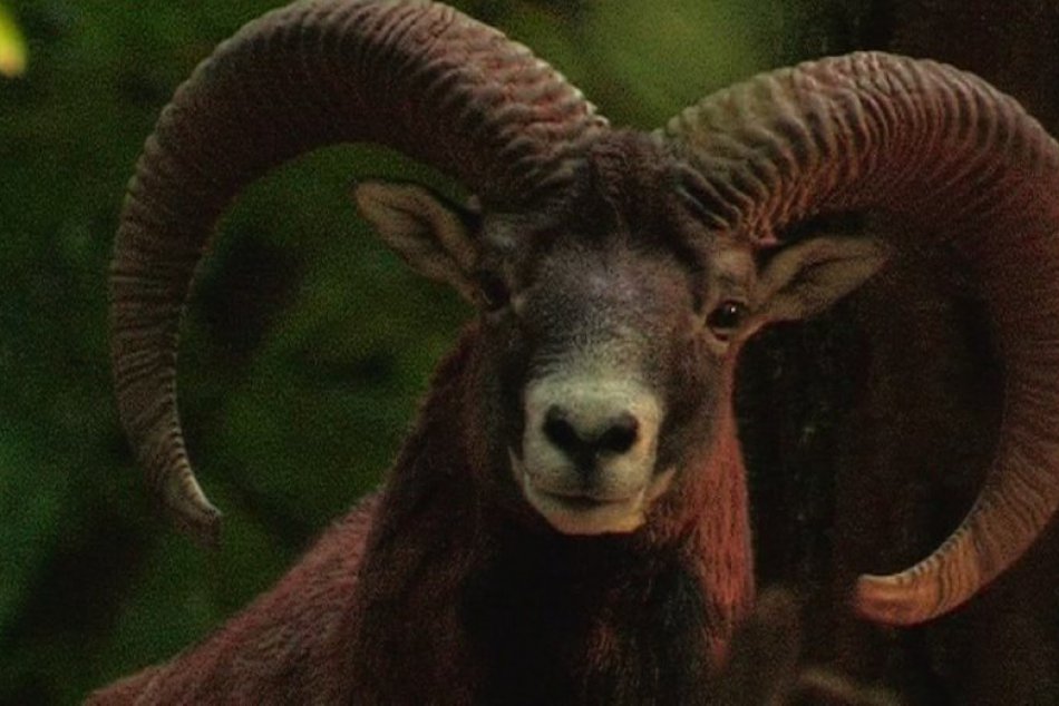 Ilustračný obrázok k článku Zaujímavosti o pohorí Tribeč: Vo svete je známy bohatým výskytom a chovom zveri