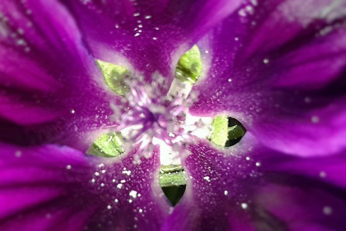 Ilustračný obrázok k článku KURIOZITA DŇA: Pohľad do kvetov odkrýva fascinujúci mikrosvet tvarov