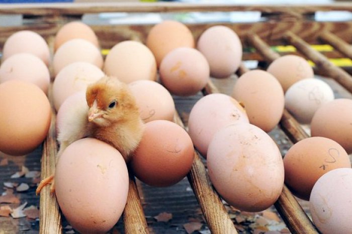Ilustračný obrázok k článku Slováci čoraz viac bojkotujú tieto sliepky aj vajíčka. A majú dobrý dôvod!