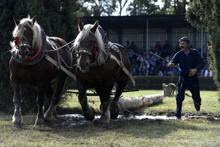 Ilustračný obrázok k článku OBRAZOM: Furmanská tradícia ostáva živá. Kone z lesa nevyženie ani technika