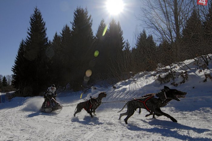 Ilustračný obrázok k článku Havkáči na snehu opäť pri Bystrici. Prvé INFO o obľúbených pretekoch psích záprahov
