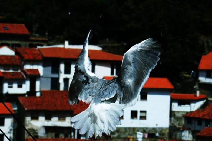 Ilustračný obrázok k článku SVET O SLOVENSKU: Bizarná zrážka holuba s dronom zaujala