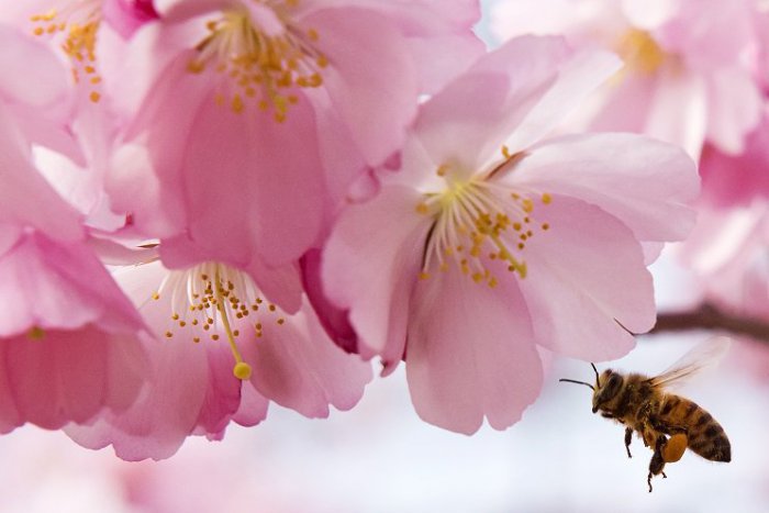 Ilustračný obrázok k článku SVET O SLOVENSKU: Prečo máme rekordne veľa včiel a stále málo medu?