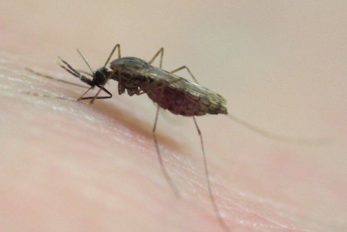 Ilustračný obrázok k článku Invázia komárov: Obyvateľov Záhoria i Bratislavy trápi dotieravý hmyz
