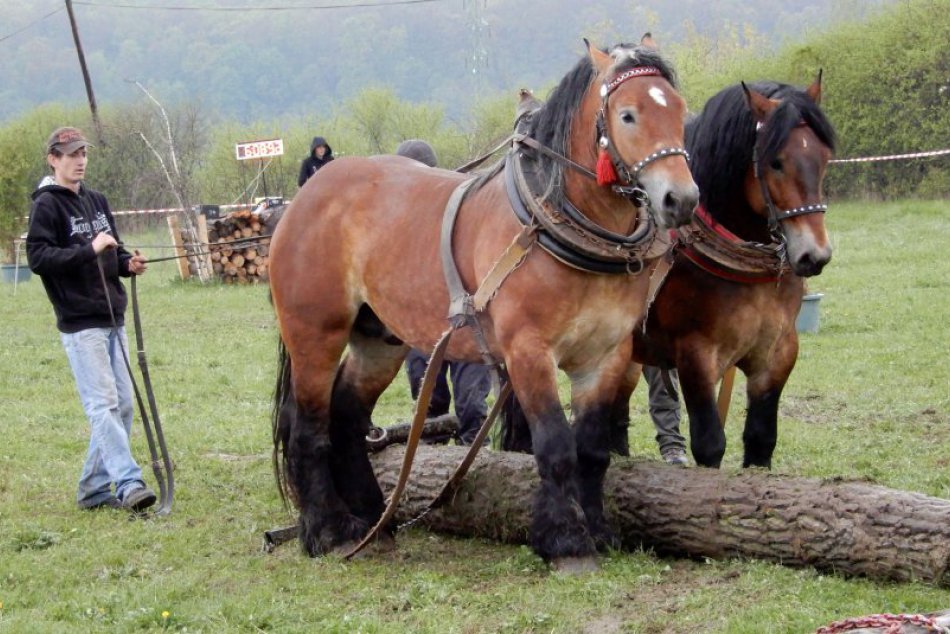Ilustračný obrázok k článku FOTO: V Lučenci zápolili silné kone. Furmanské preteky pritiahli stovky návštevníkov
