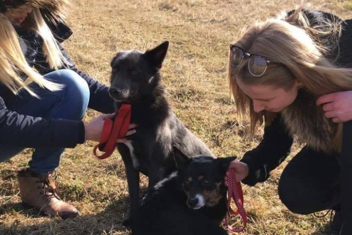 Ilustračný obrázok k článku Krásne gesto novoveských gymnazistiek: Takto pomáhajú psíkom z útulku