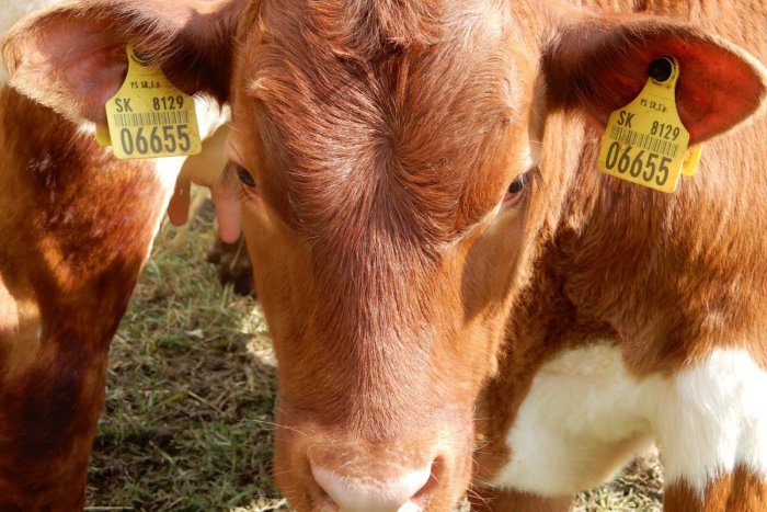 Ilustračný obrázok k článku Poľnohospodári a potravinári: Ponúkať mäso z chorých kráv je nepredstaviteľné!