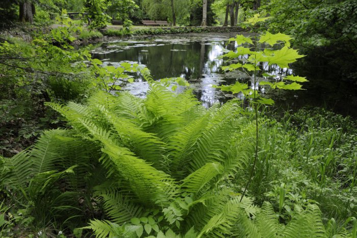 Ilustračný obrázok k článku Seriál o prírodných zaujímavostiach: Prírodná pamiatka Bystré jazierko je oázou pokoja