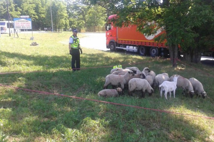 Ilustračný obrázok k článku FOTO: Kuriózny zásah mestských policajtov: Vo Zvolene zaháňali stádo oviec