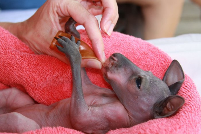 Ilustračný obrázok k článku KURIOZITA DŇA: V ZOO Bojnice sa po prvý raz narodila kengura červená