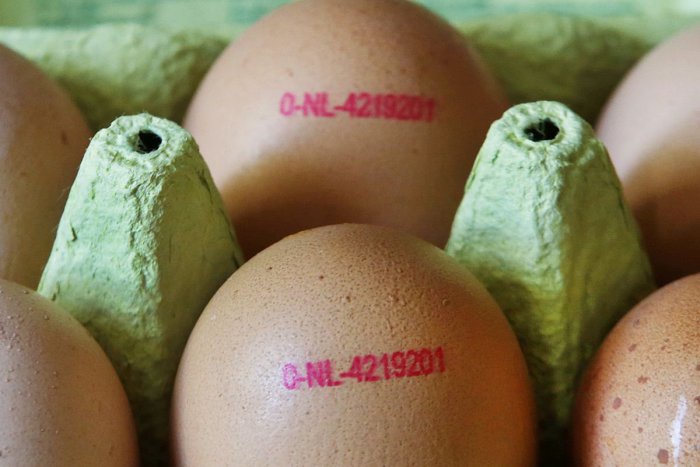 Ilustračný obrázok k článku V hoteloch našli zmes z kontaminovaných vajec: Veterinári pokračujú v kontrolách