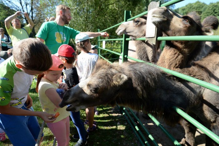 Ilustračný obrázok k článku Prázdniny ako lusk: V prímestskom tábore košickej zoo deti spoznávajú zvieratá