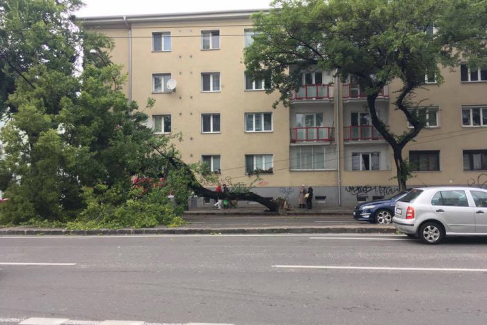 Ilustračný obrázok k článku Spadnutý strom na Prievozskej ulici zablokoval trolejbusovú dopravu