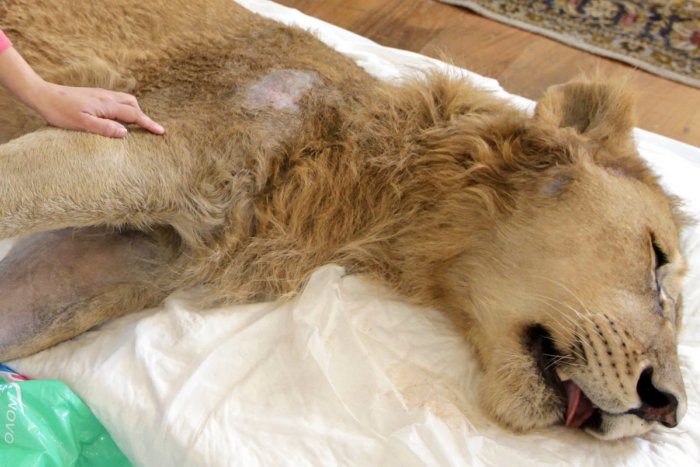 Ilustračný obrázok k článku SVET O SLOVENSKU: Mafiánsky boss utýral leva