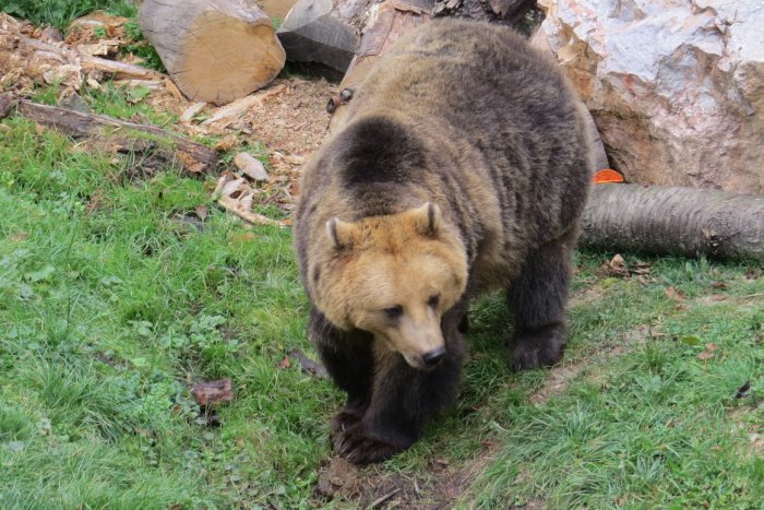 Ilustračný obrázok k článku Tribeč nevyhľadávajú len turisti: Čo robiť pri stretnutí s medveďom?