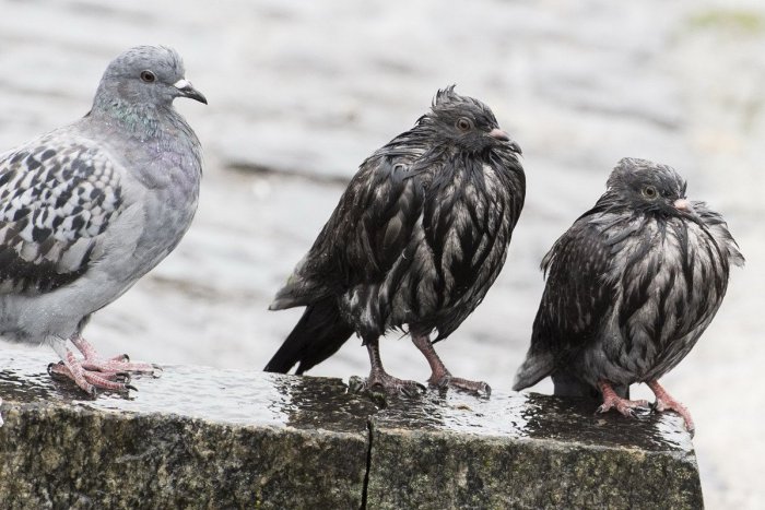 Ilustračný obrázok k článku Basa za kŕmenie holubov? V Bangkoku zvyšujú tresty, hrozia aj mastné pokuty