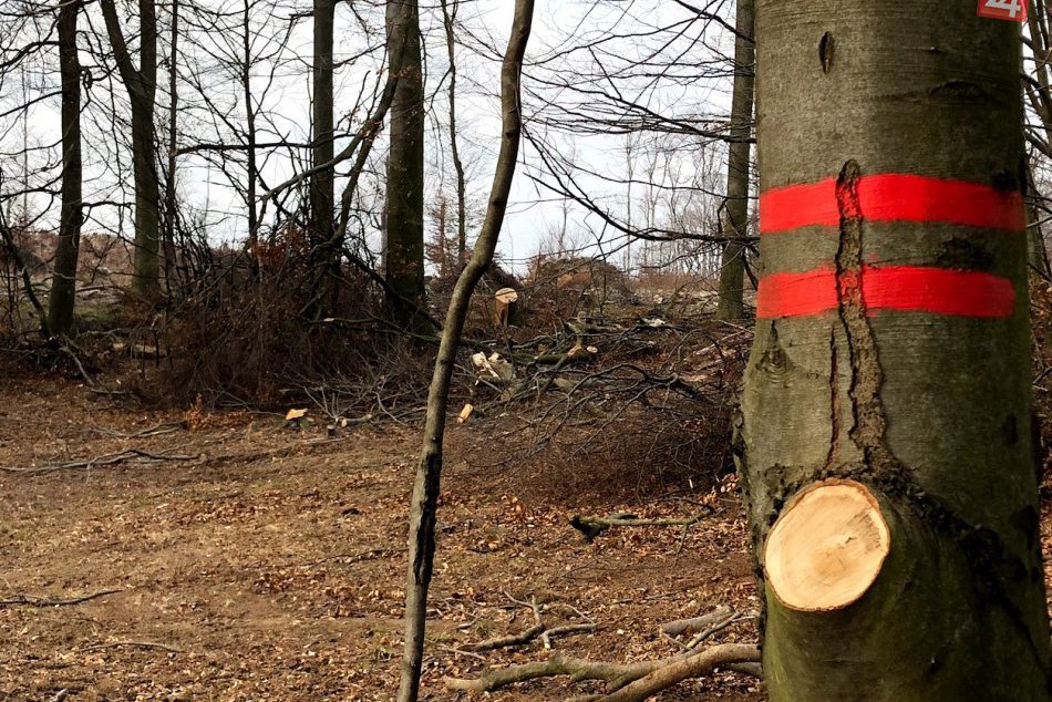 Ilustračný obrázok k článku Lesy SR pozastavili ťažbu stromov v lokalitách Vydrica a Devínska Kobyla