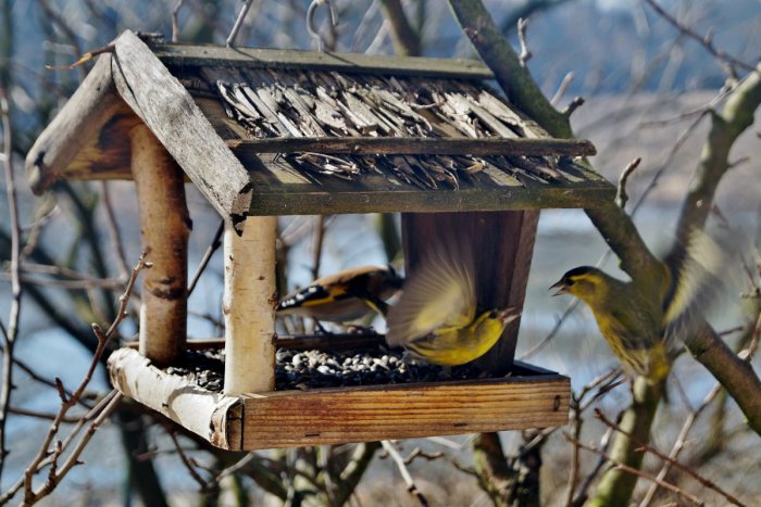 Ilustračný obrázok k článku Ochranári varujú pred pohromou: Nesprávnym prikrmovaním môžeme vtákom ublížiť