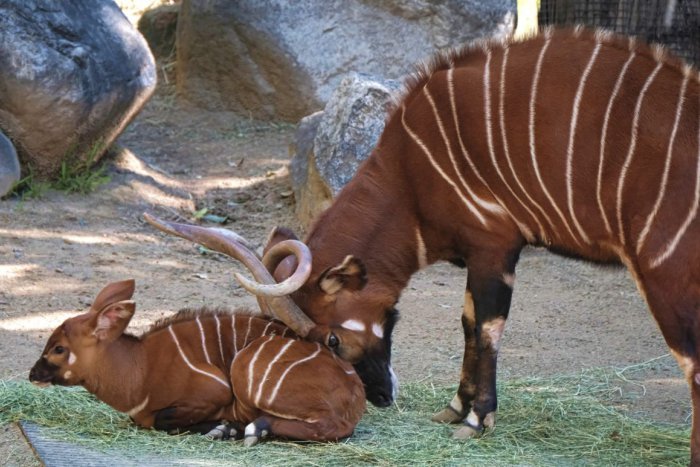 Ilustračný obrázok k článku Našli mu nový domov: Samec antilopy bongo z bojnickej zoo odcestoval do Frankfurtu