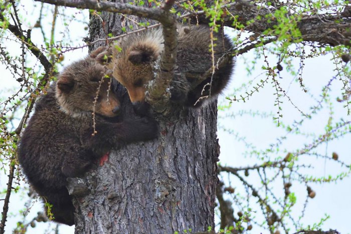 Ilustračný obrázok k článku KURIOZITA DŇA: Mláďatá od zastrelenej medvedice sú dočasne vo výbehu v zoo Bojnice