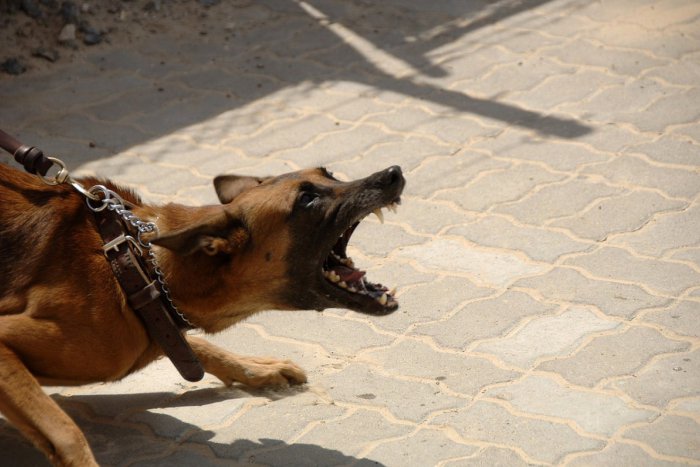 Ilustračný obrázok k článku Nešťastie v kasárňach: Armádneho psovoda usmrtili služobné psy