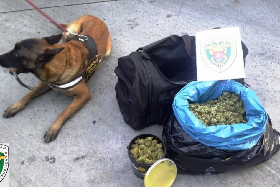 Ilustračný obrázok k článku Česi zadržaní pri preprave drog: Fena mala zmiasť služobného psa, FOTO