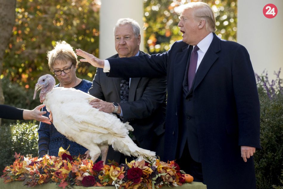 Ilustračný obrázok k článku Dodržal tradície: Trump udelil milosť moriakovi menom Peas, FOTO