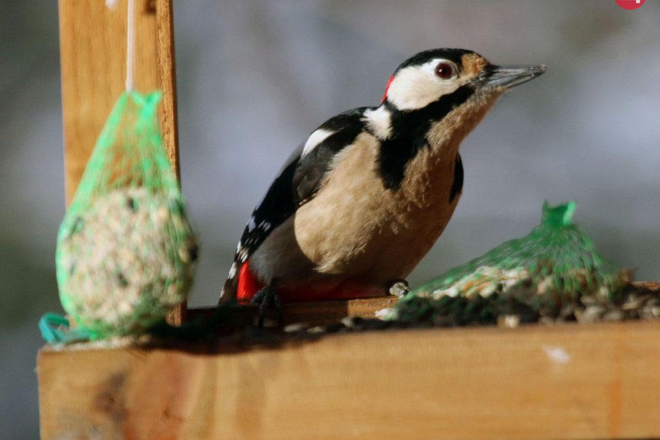Ilustračný obrázok k článku Začína sa sezóna prikrmovania vtáctva: Dodržujte základné zásady a môžete pomôcť