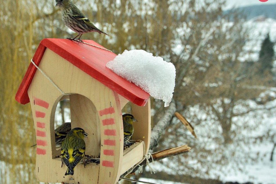 Ilustračný obrázok k článku Prikrmujete v zime vtáky? Pozor, zlou potravou a vodou ich môžete zabiť
