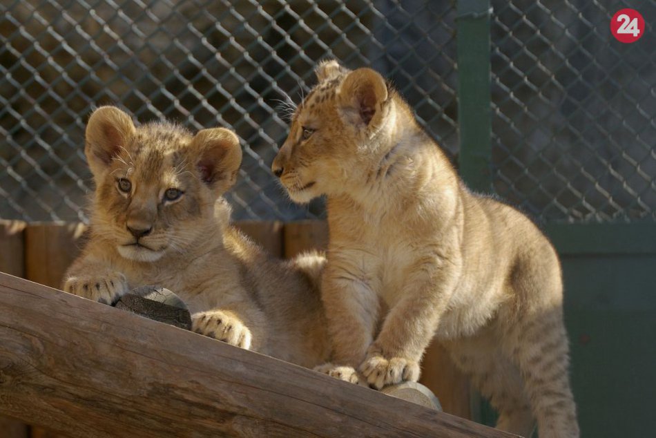 Ilustračný obrázok k článku Nevyčísliteľná strata: V zoo uhynuli mláďatá v prírode vyhynutého druhu leva